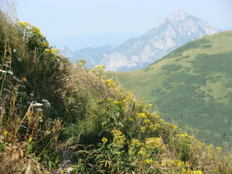 11._Mala_Fatra_widok_na_Rozsutec