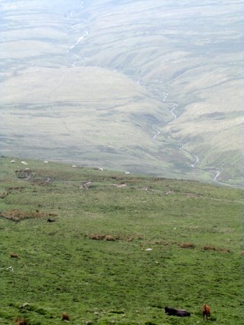 Brecon_Beacons_ponies_Walia_kucyki