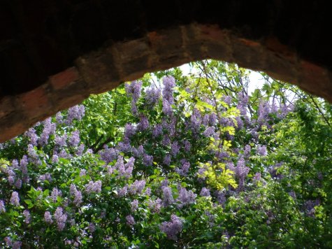 Budziszyn_Bautzen_bzy