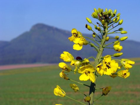 Gory_Stolowe_Koruna_rzepak