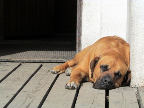 Kemp_pod_Cisarem_pies