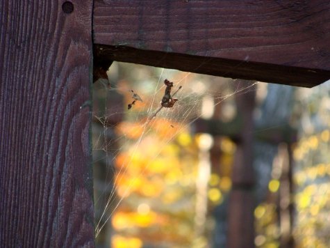 Krempna_cmentarz_wojenny_nr_6_4