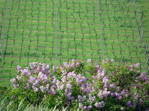 Mikulov_bzy_i_winnice