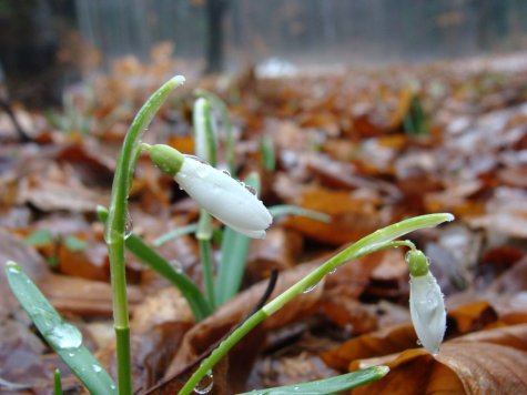 przebisniegi_Roztocze_21.02.2016