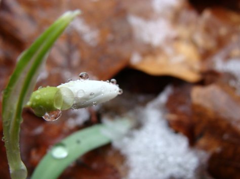przebisniegi_Roztocze_21.02.2016_2