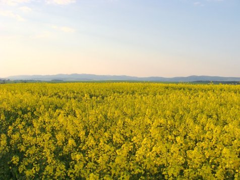 Rzepak_z_widokiem_na_Gory_Suche