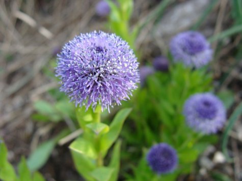 Svaty_Kopecek_roslinnosc