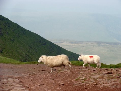 Walia_Brecon_Beacons_owce_na_szlaku