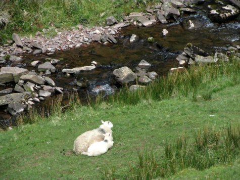 Walia_Brecon_Beacons_owce_nad_potokiem