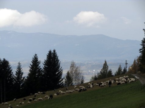 Widok_spod_Bacowki_na_Maciejowej_w_kierunku_Pasma_Policy_2.11.2017